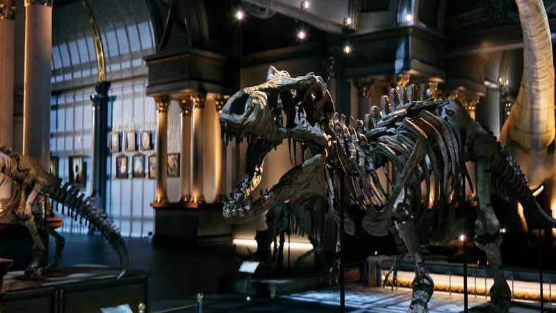 Dinosaur skeletons in the museum